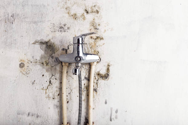 Best Mold Testing and Inspection Services in Dysart, IA