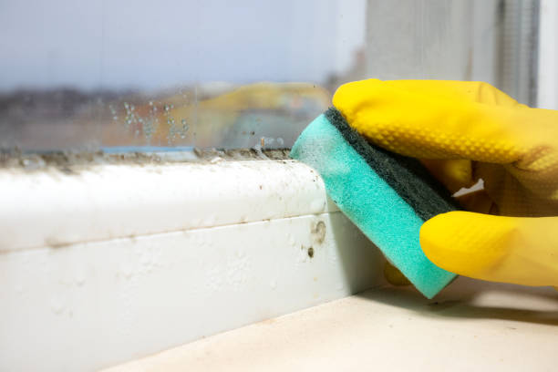 Best Residential Mold Remediation in Dysart, IA