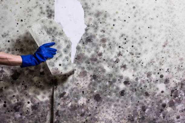 Best Industrial Mold Remediation in Dysart, IA